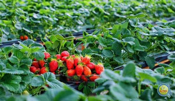 Du lịch Đà Lạt khám phá nông trại rau và hoa 4 ngày 3 đêm dịp hè